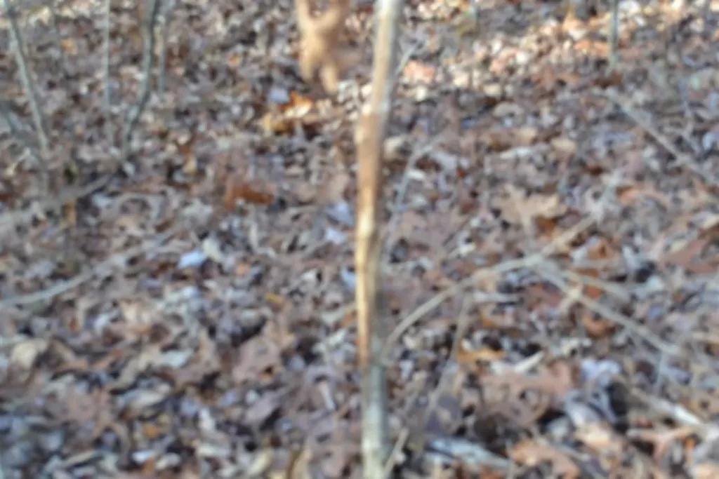 Lot 4 Shotgun Annie Road Jamestown TN 38556