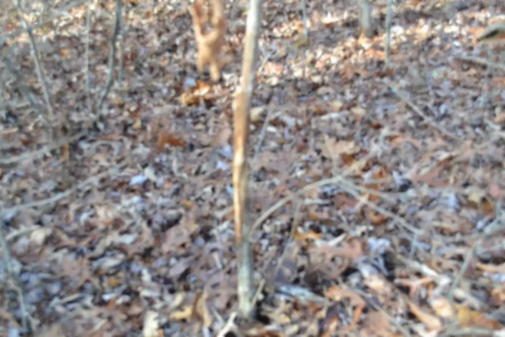 Lot 4 Shotgun Annie Road Jamestown TN 38556