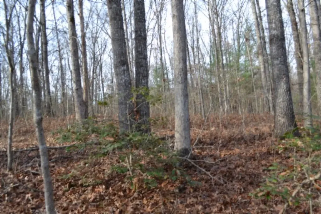 Lot 4 Shotgun Annie Road Jamestown TN 38556