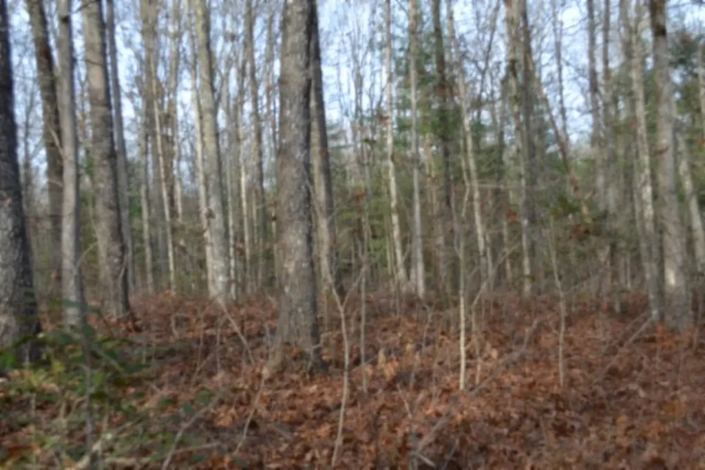 Lot 4 Shotgun Annie Road Jamestown TN 38556