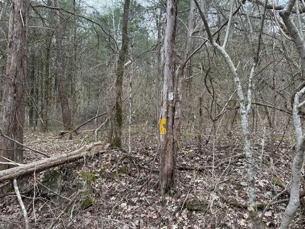 37.88 Ac Cook Lane Gainesboro TN 38562