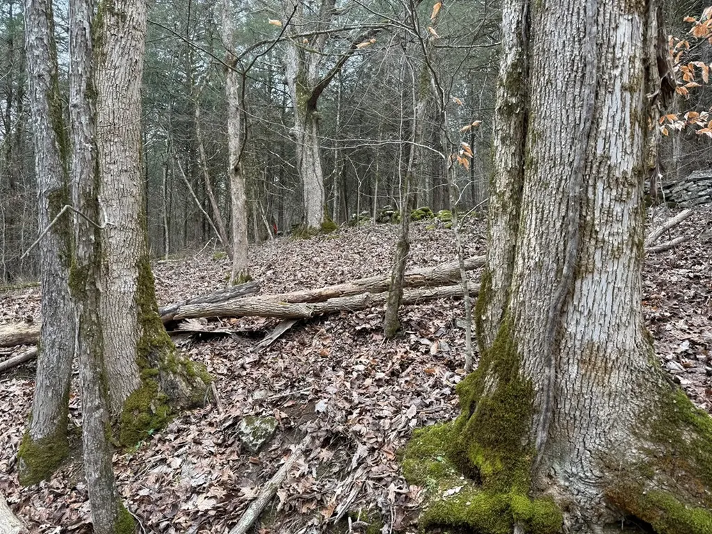 37.88 Ac Cook Lane Gainesboro TN 38562
