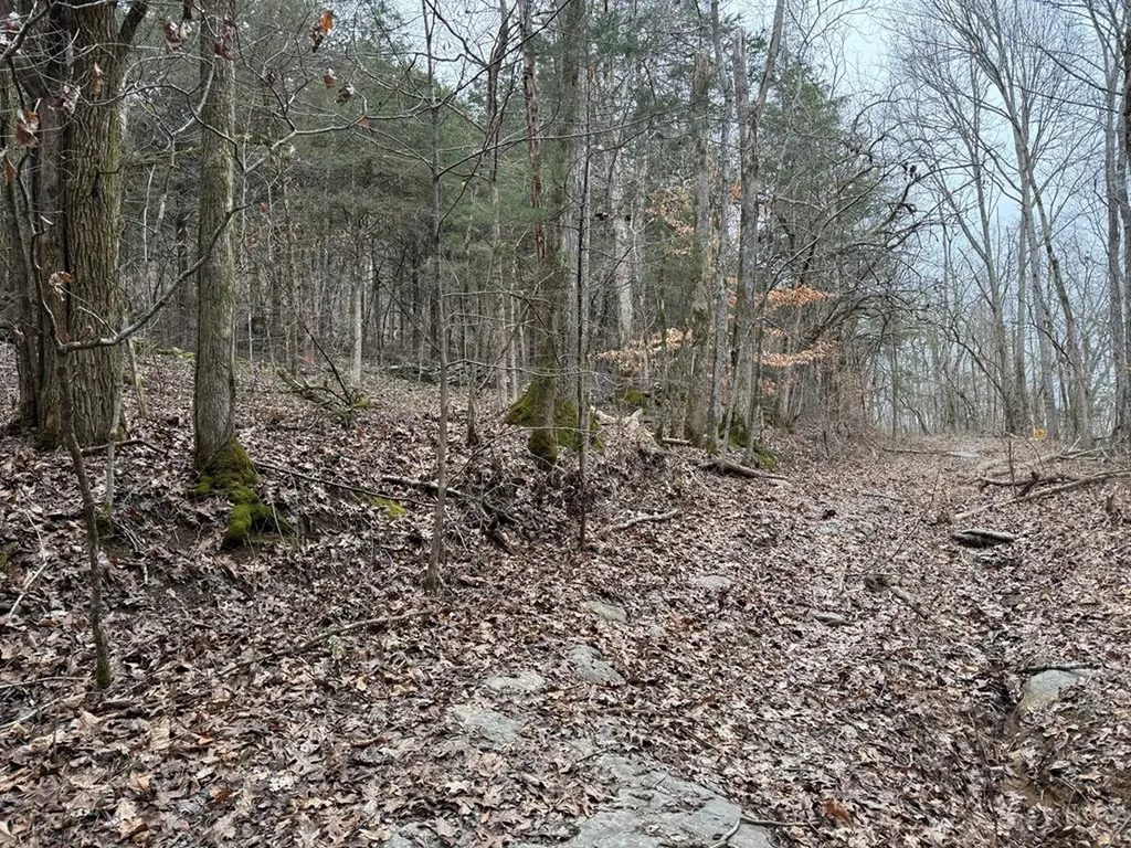 37.88 Ac Cook Lane Gainesboro TN 38562