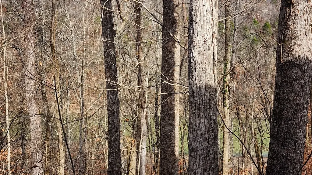 5615 Eastport Road Alpine TN 38543