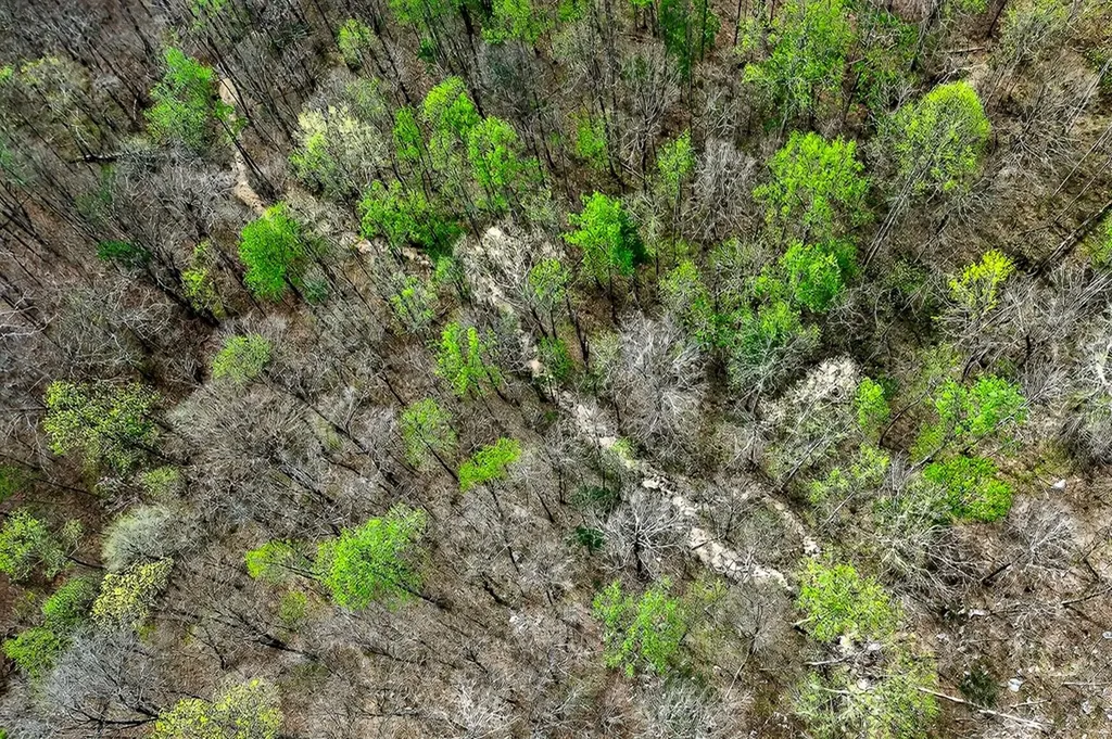 00 White Oak Flatt Sparta TN 38583