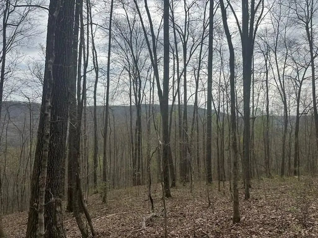 Lot 84 Buckeye Lane Wilder TN 38589
