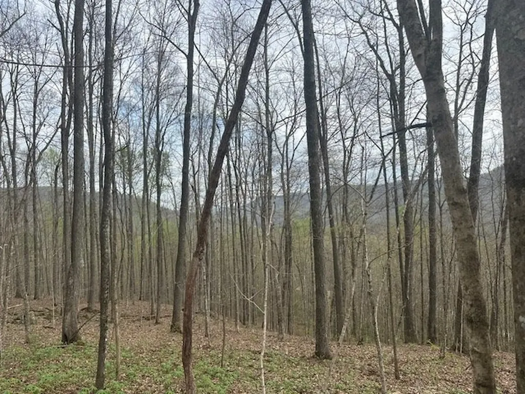 Lot 84 Buckeye Lane Wilder TN 38589