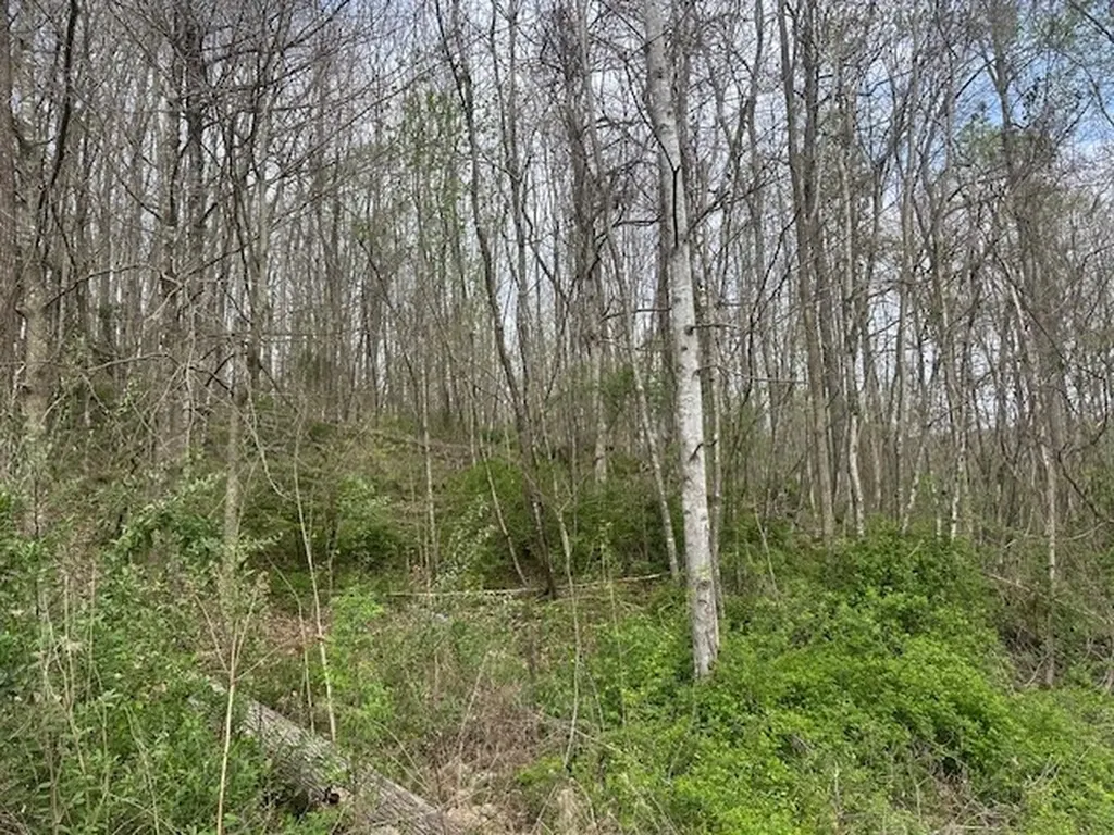 Lot 84 Buckeye Lane Wilder TN 38589