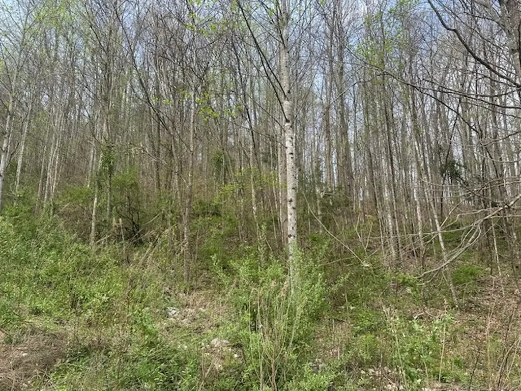 Lot 84 Buckeye Lane Wilder TN 38589