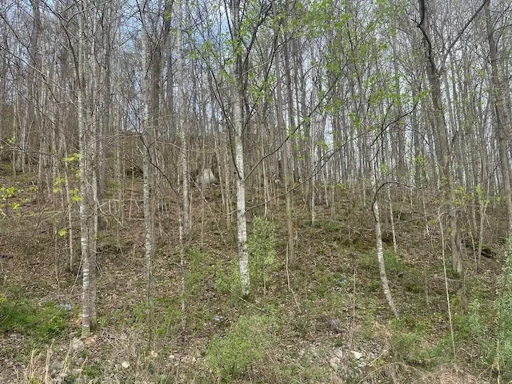 Lot 84 Buckeye Lane Wilder TN 38589