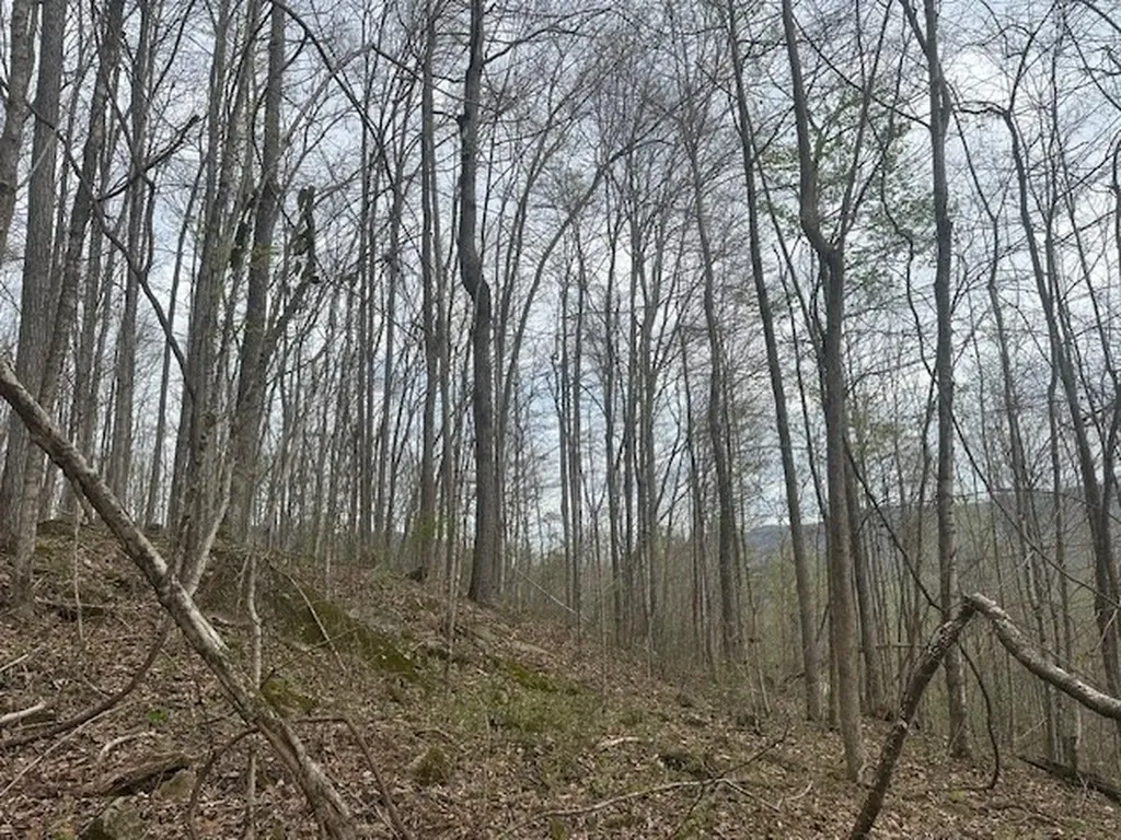 Lot 84 Buckeye Lane Wilder TN 38589