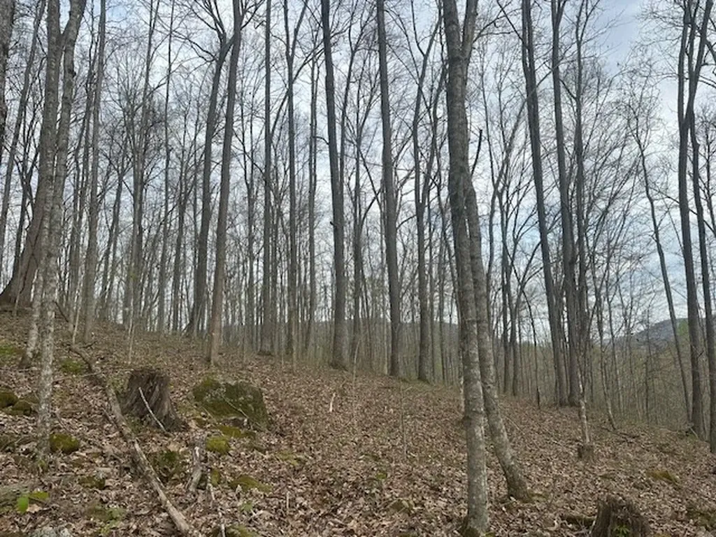 Lot 84 Buckeye Lane Wilder TN 38589