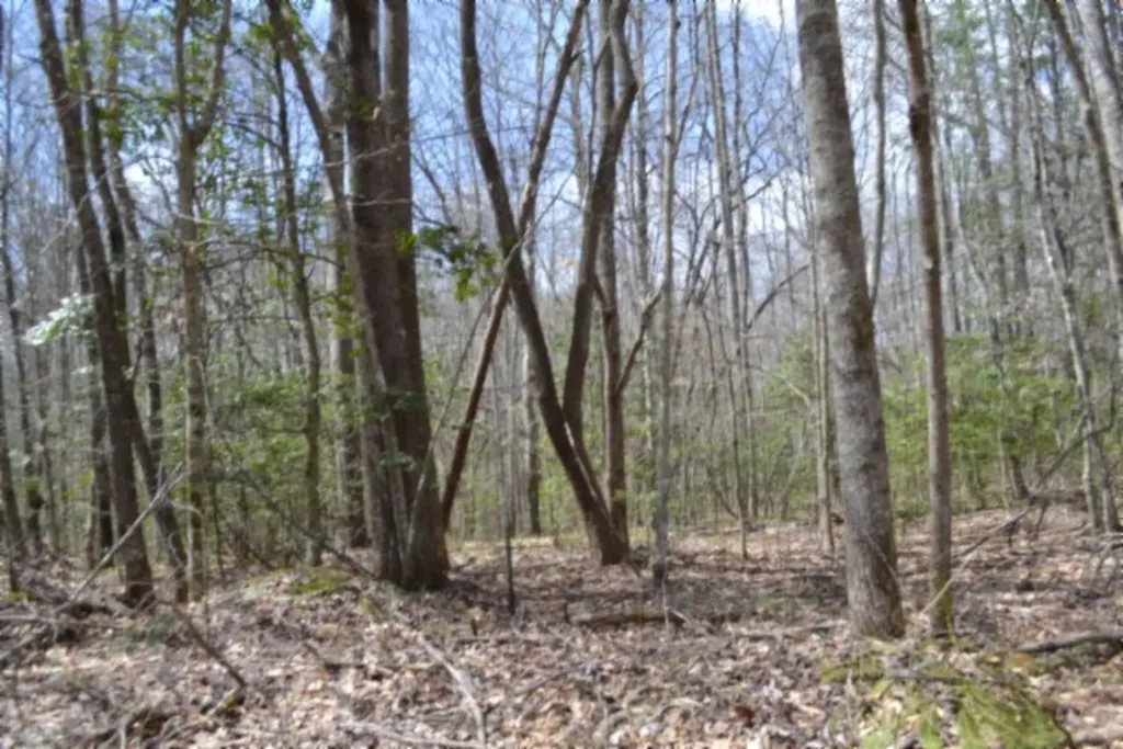 10.79AC S/o Buffalo Road Oneida TN 37841