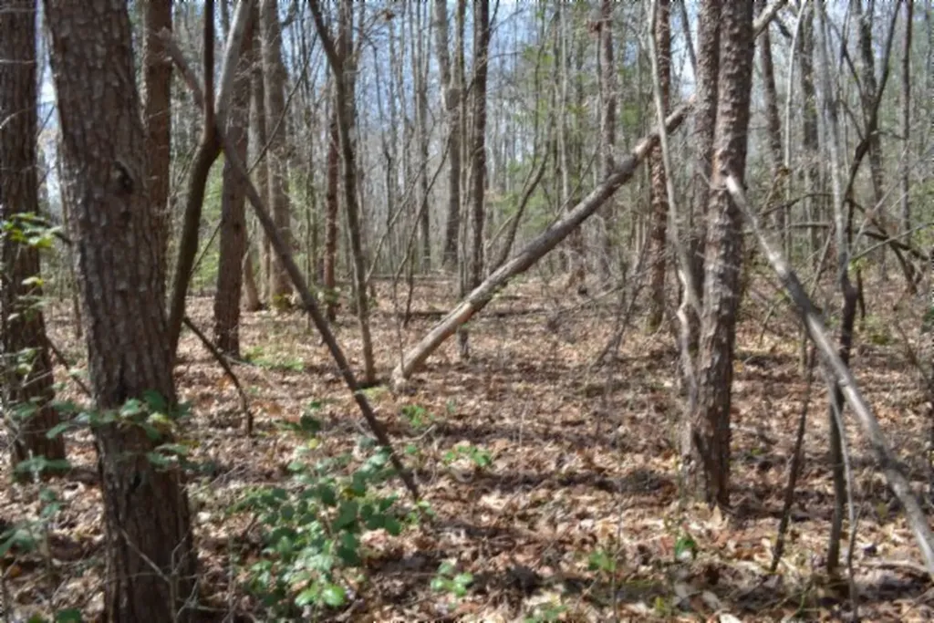 10.79AC S/o Buffalo Road Oneida TN 37841