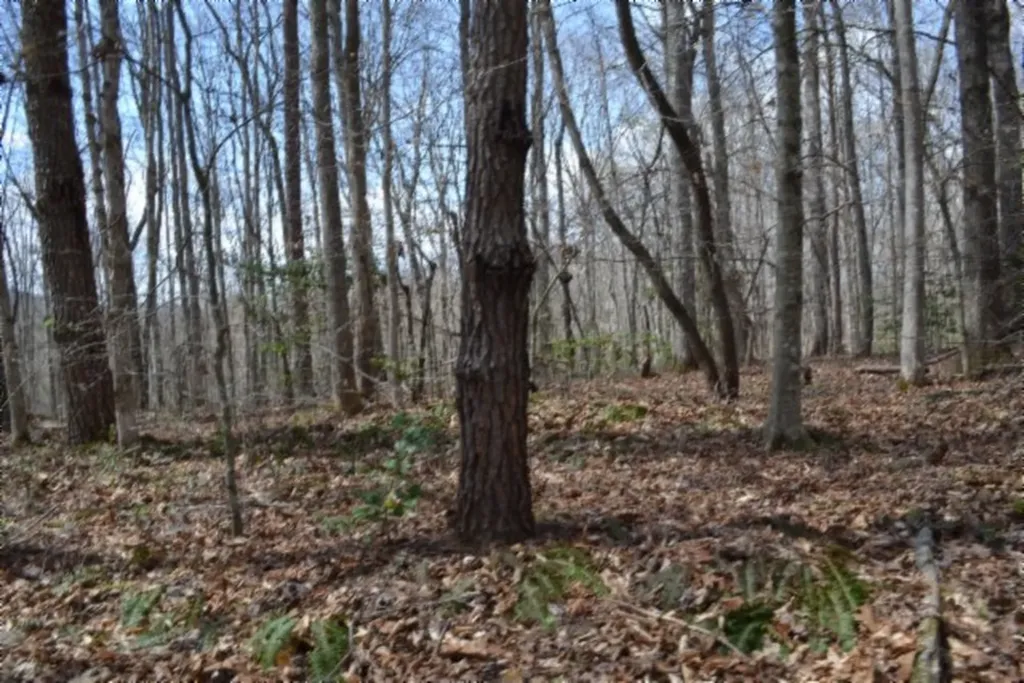 10.79AC S/o Buffalo Road Oneida TN 37841