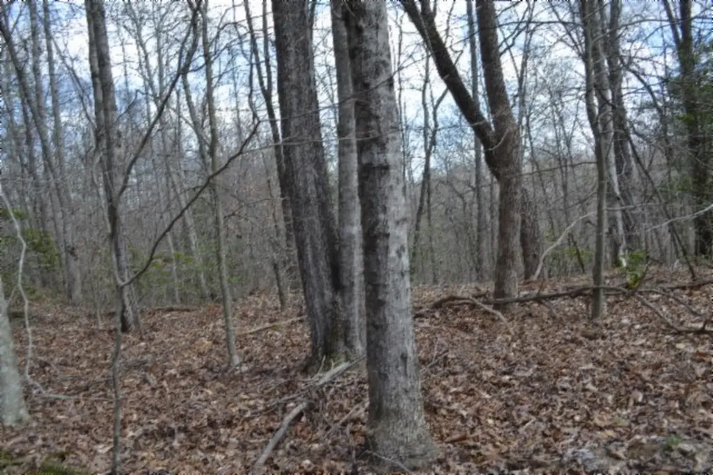 10.79AC S/o Buffalo Road Oneida TN 37841