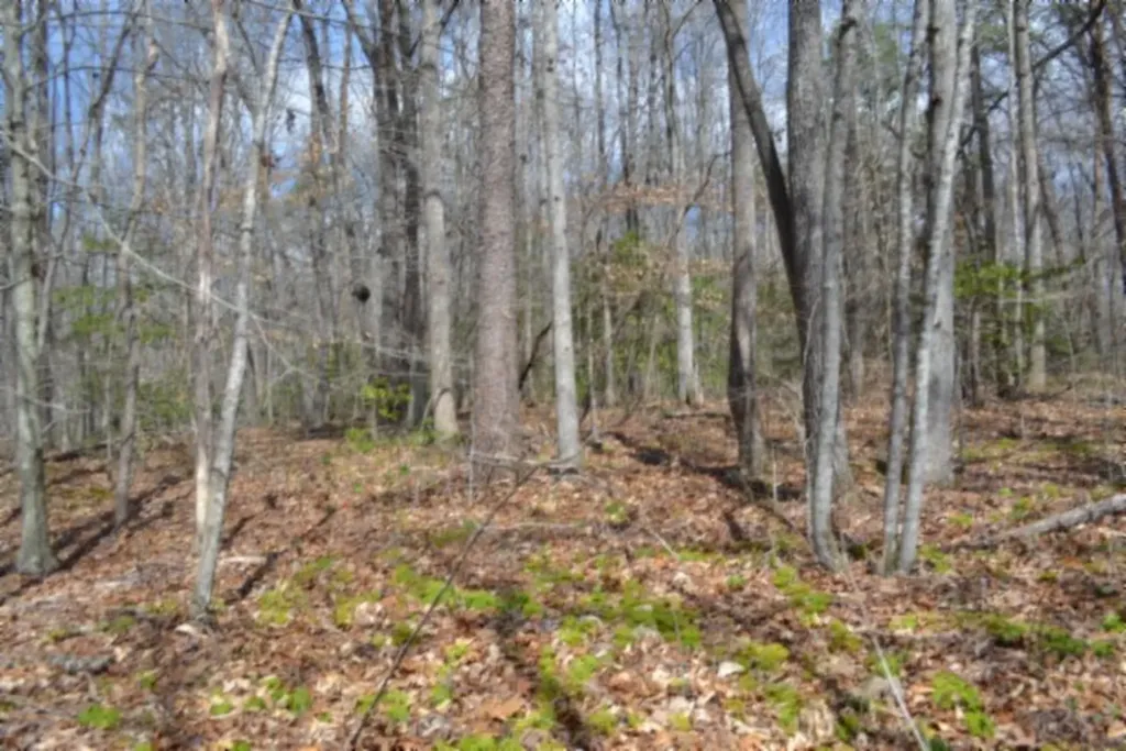 10.79AC S/o Buffalo Road Oneida TN 37841
