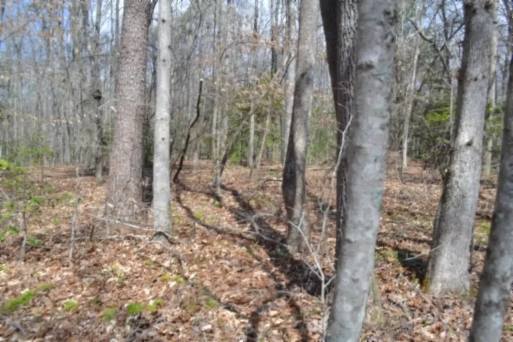10.79AC S/o Buffalo Road Oneida TN 37841