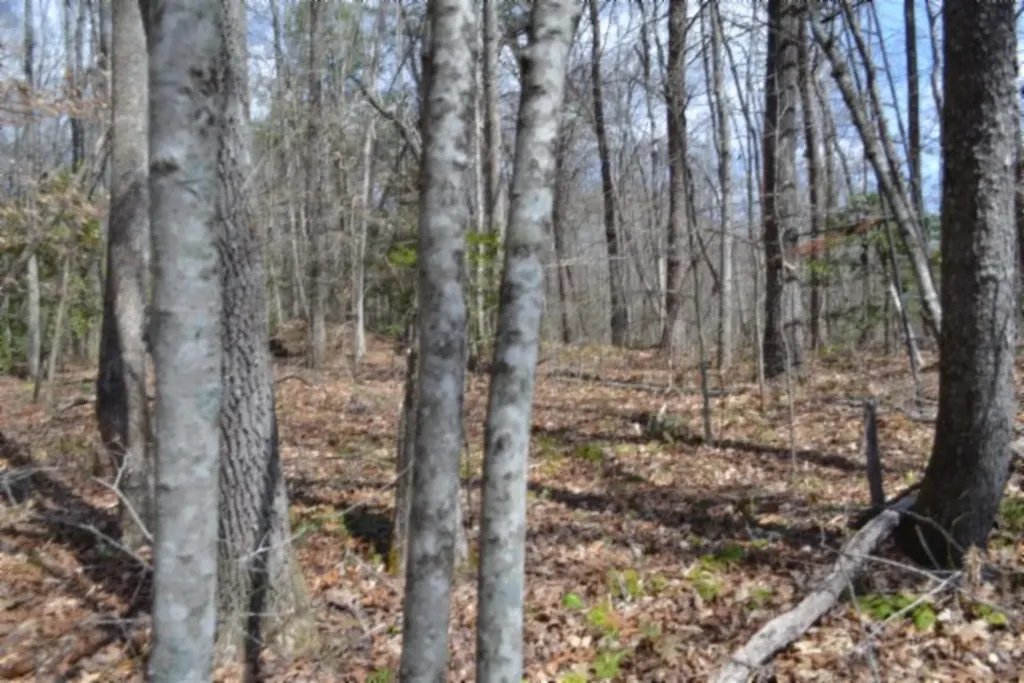 10.79AC S/o Buffalo Road Oneida TN 37841