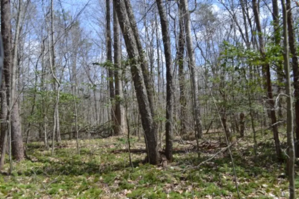 10.79AC S/o Buffalo Road Oneida TN 37841