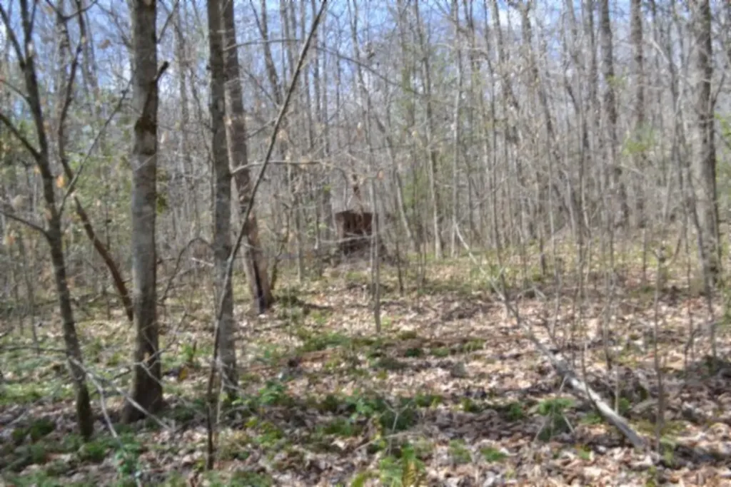 10.79AC S/o Buffalo Road Oneida TN 37841
