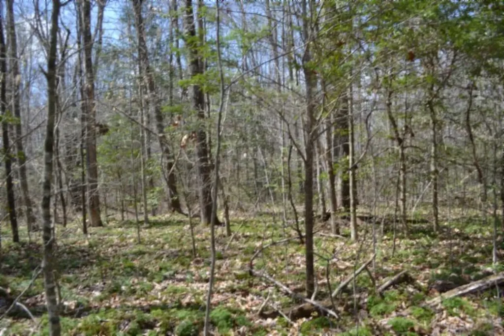 10.79AC S/o Buffalo Road Oneida TN 37841