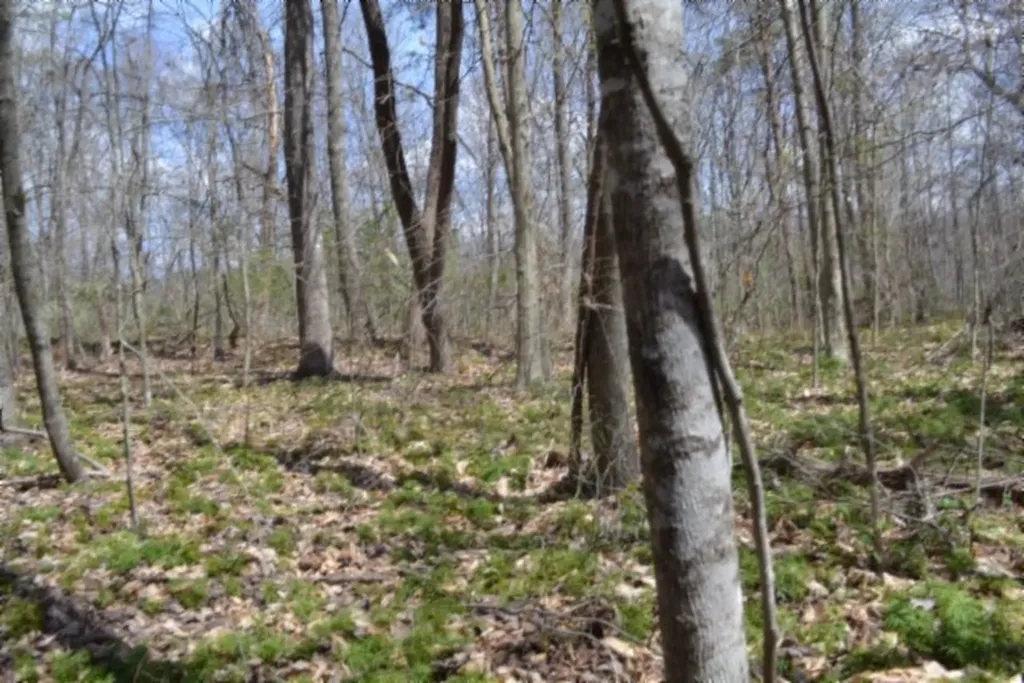 10.79AC S/o Buffalo Road Oneida TN 37841