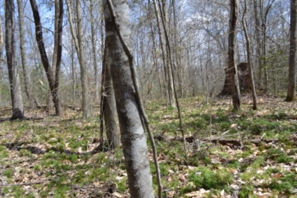 10.79AC S/o Buffalo Road Oneida TN 37841