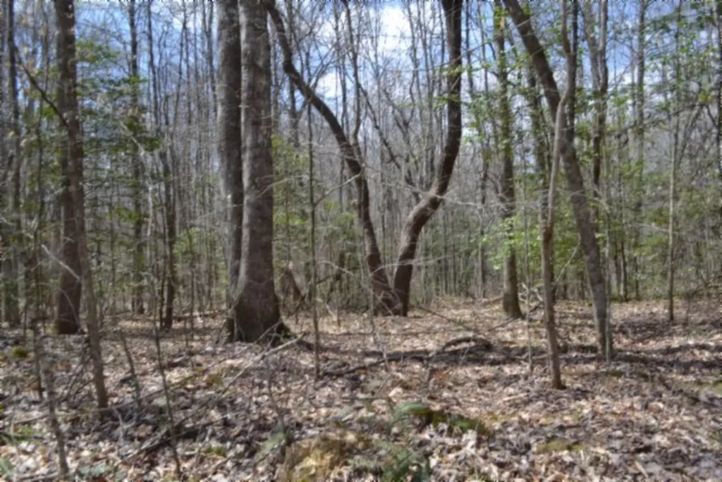10.79AC S/o Buffalo Road Oneida TN 37841