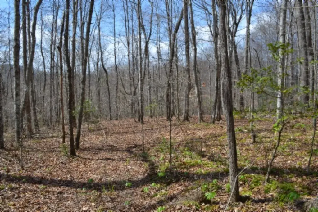 10.79AC S/o Buffalo Road Oneida TN 37841
