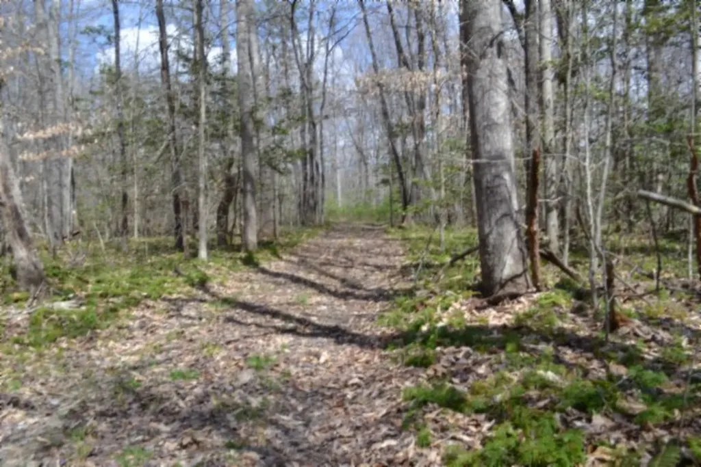 10.79AC S/o Buffalo Road Oneida TN 37841