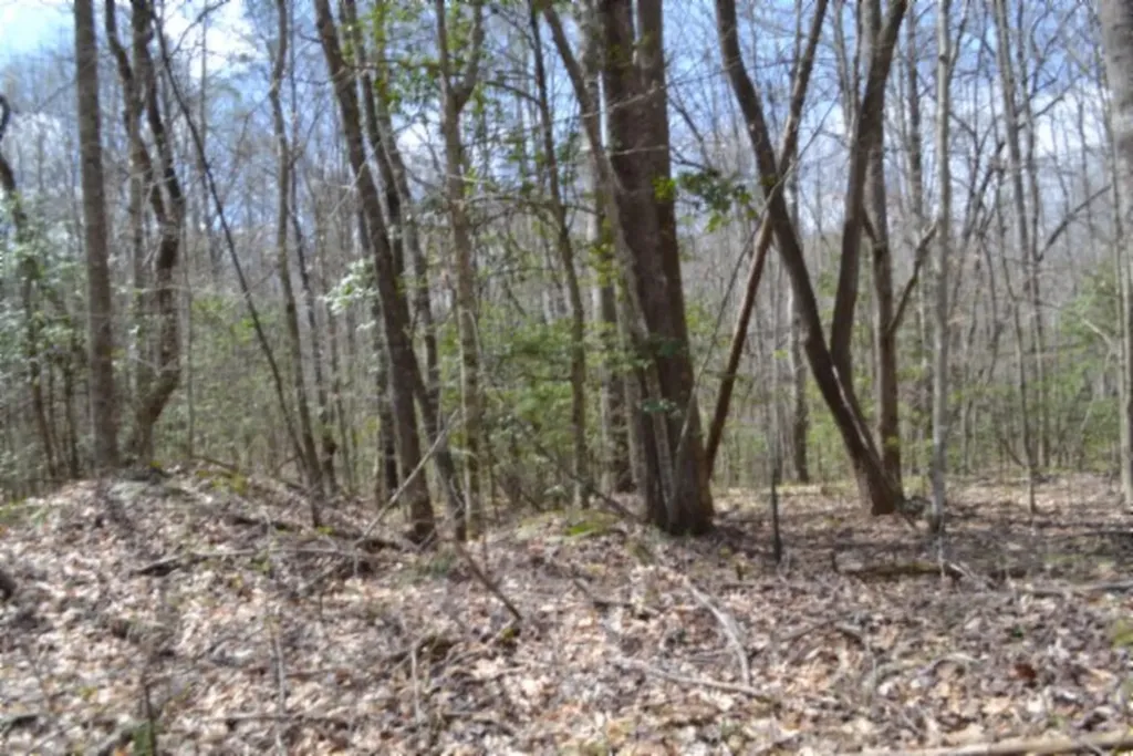 10.79AC S/o Buffalo Road Oneida TN 37841