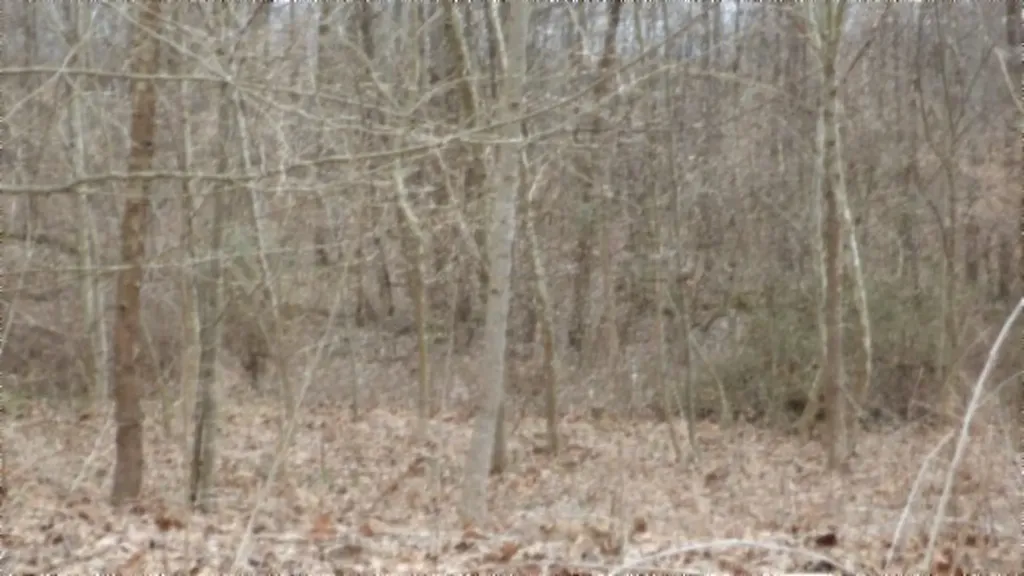 5.51AC Beaver Lane Gainesboro TN 38562