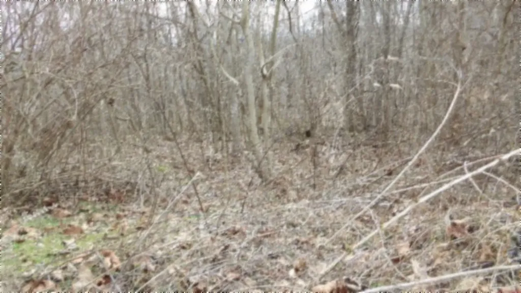 5.51AC Beaver Lane Gainesboro TN 38562