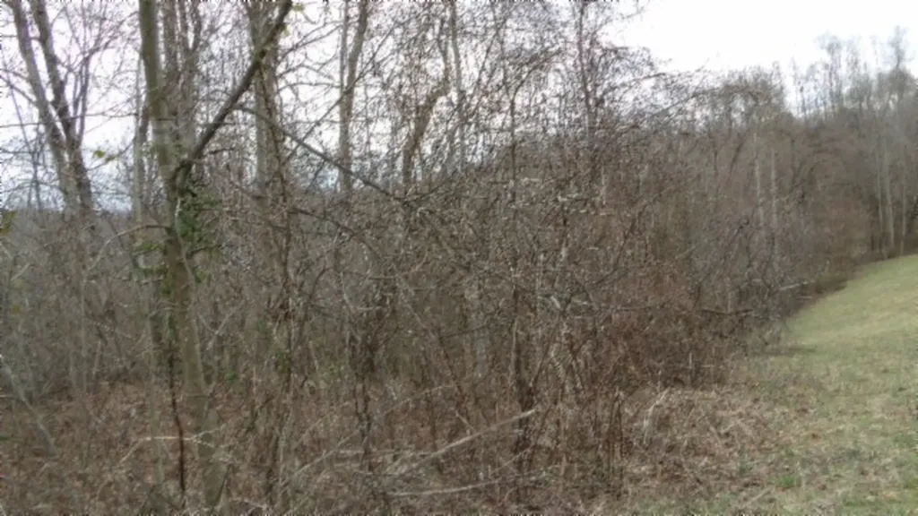 5.51AC Beaver Lane Gainesboro TN 38562