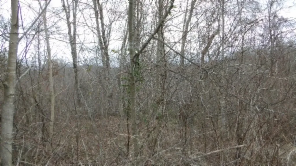 5.51AC Beaver Lane Gainesboro TN 38562