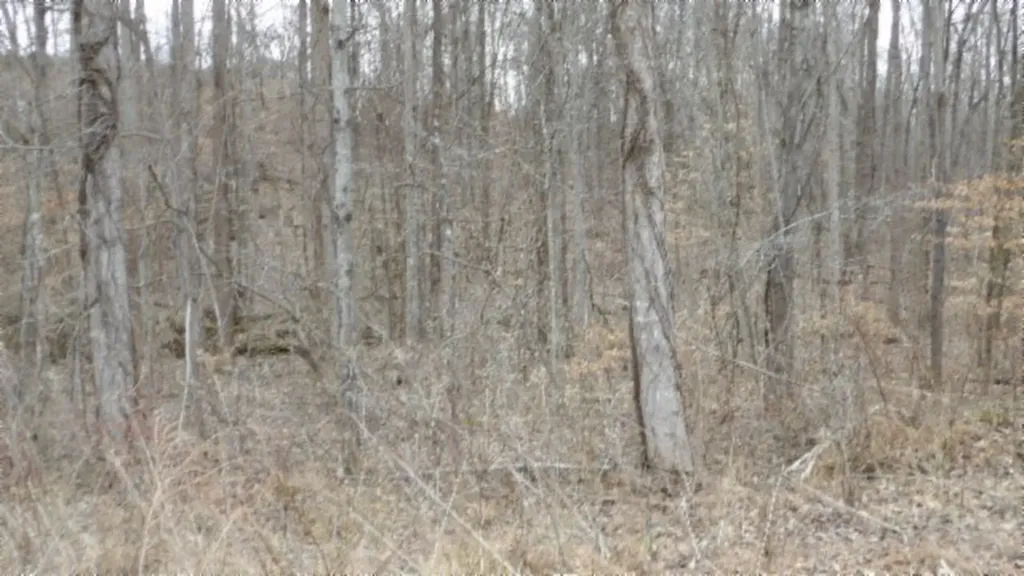 5.51AC Beaver Lane Gainesboro TN 38562