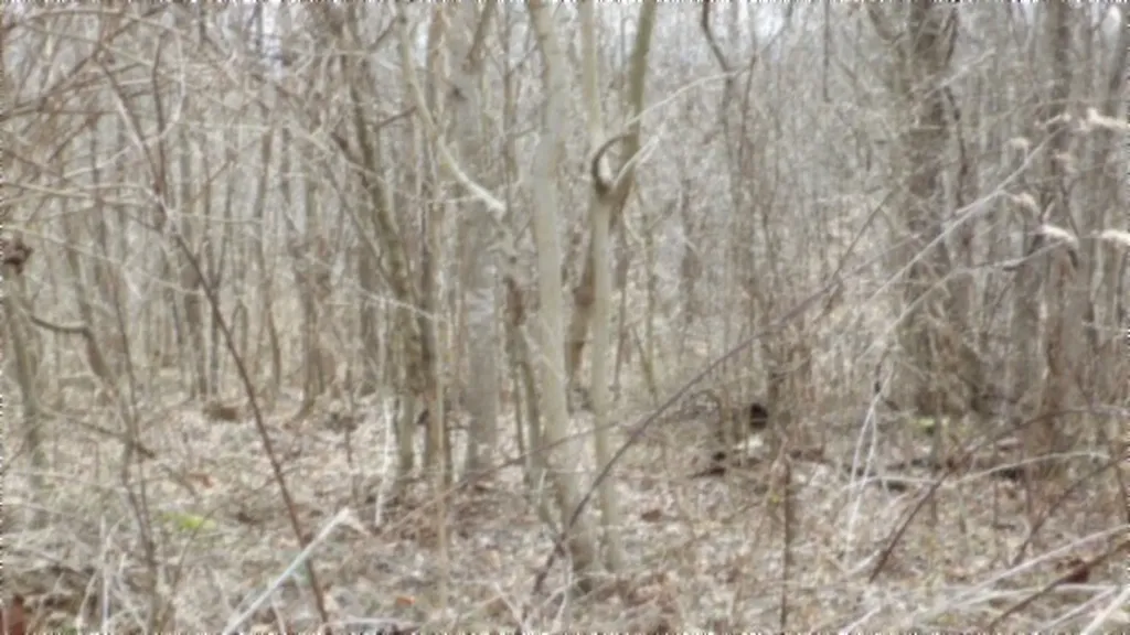 5.51AC Beaver Lane Gainesboro TN 38562