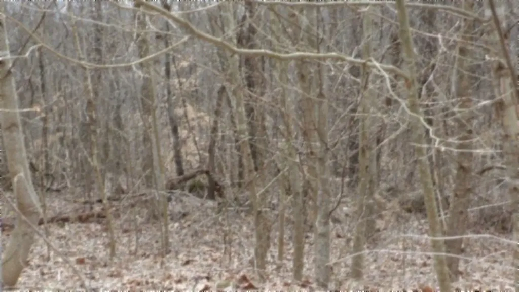 5.51AC Beaver Lane Gainesboro TN 38562
