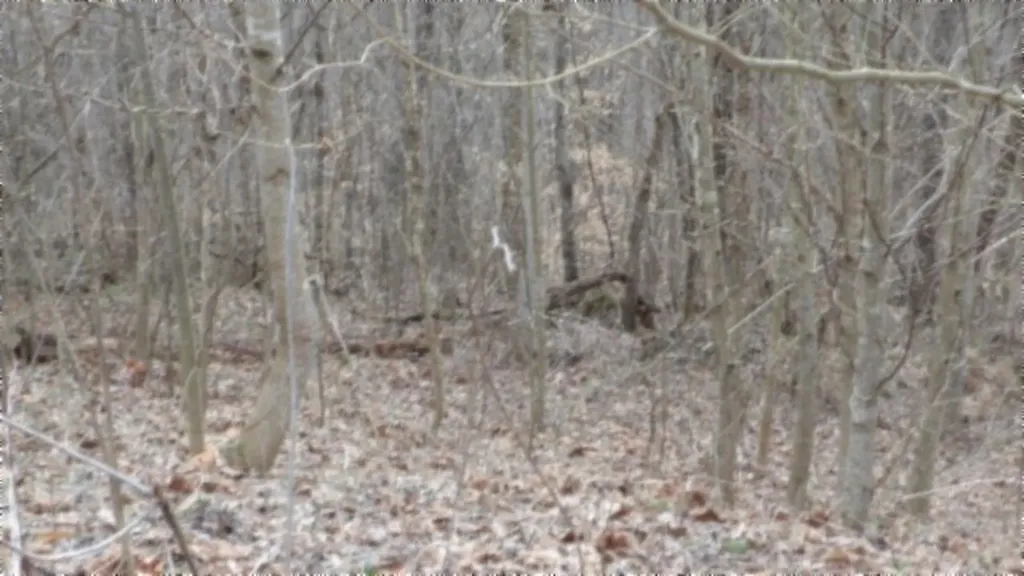 5.51AC Beaver Lane Gainesboro TN 38562