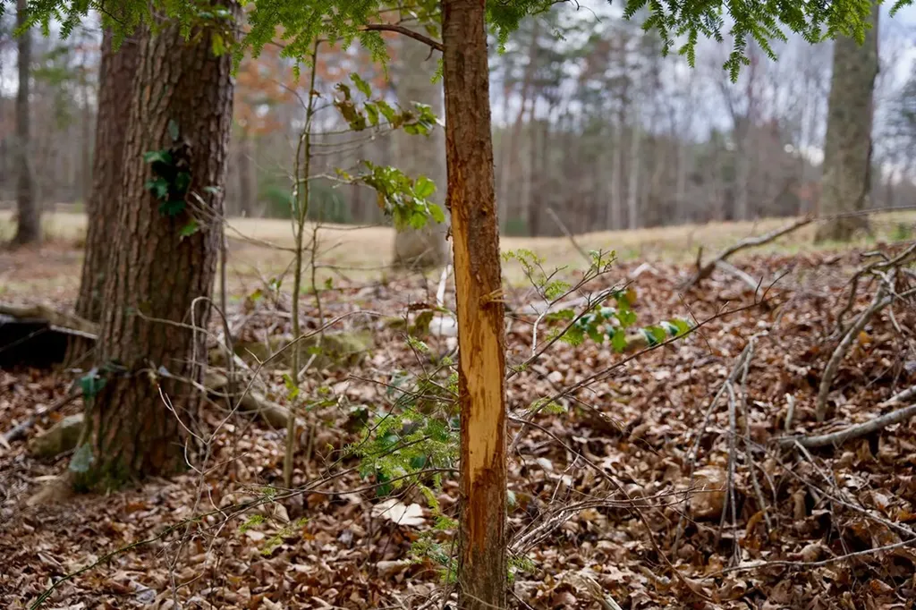 4.71AC Daus Mountain Road Palmer TN 37365