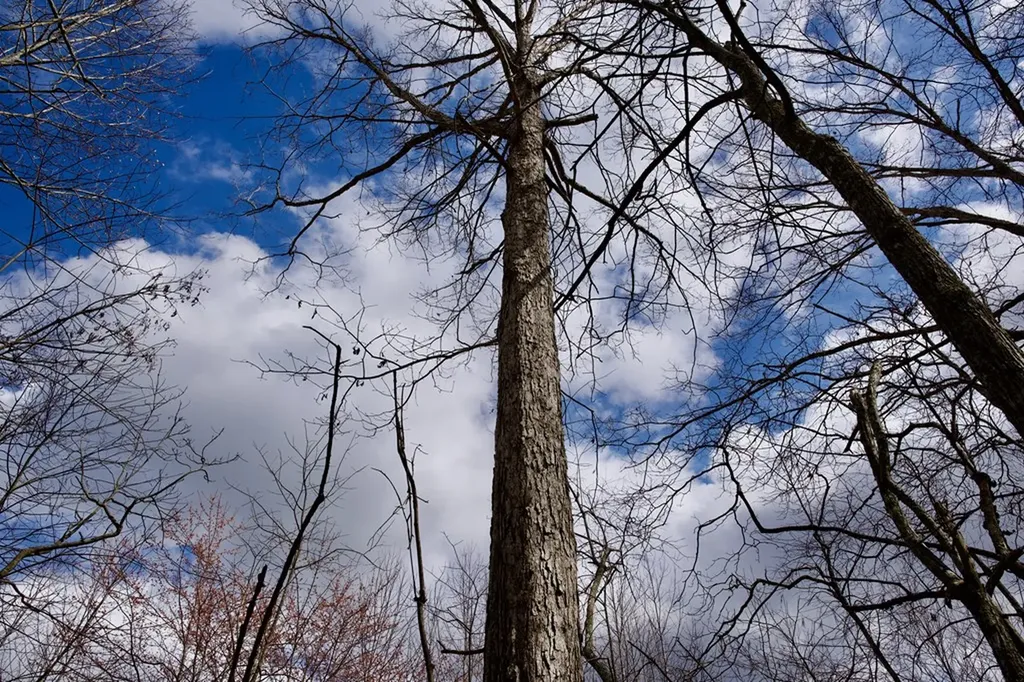 4.71AC Daus Mountain Road Palmer TN 37365