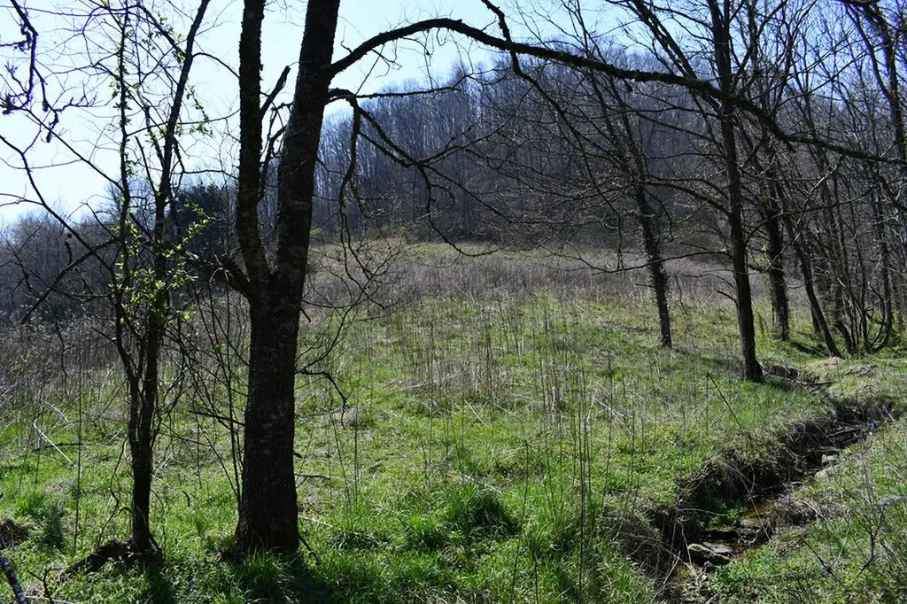 217.5AC Tick Ridge Road Celina TN 38551