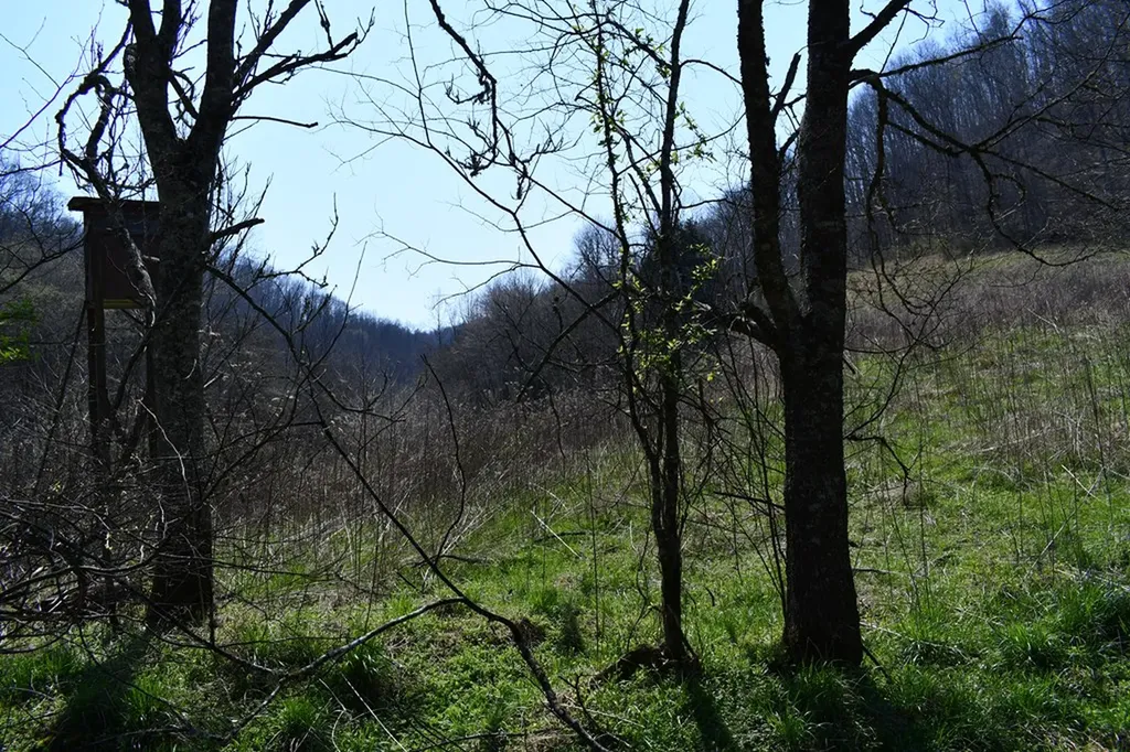 217.5AC Tick Ridge Road Celina TN 38551