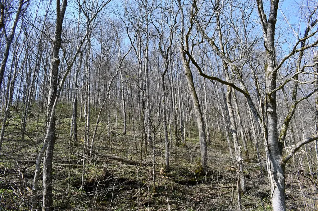 101.3AC Dry Mill Creek Hilham TN 38568