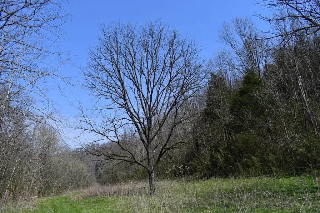 101.3AC Dry Mill Creek Hilham TN 38568