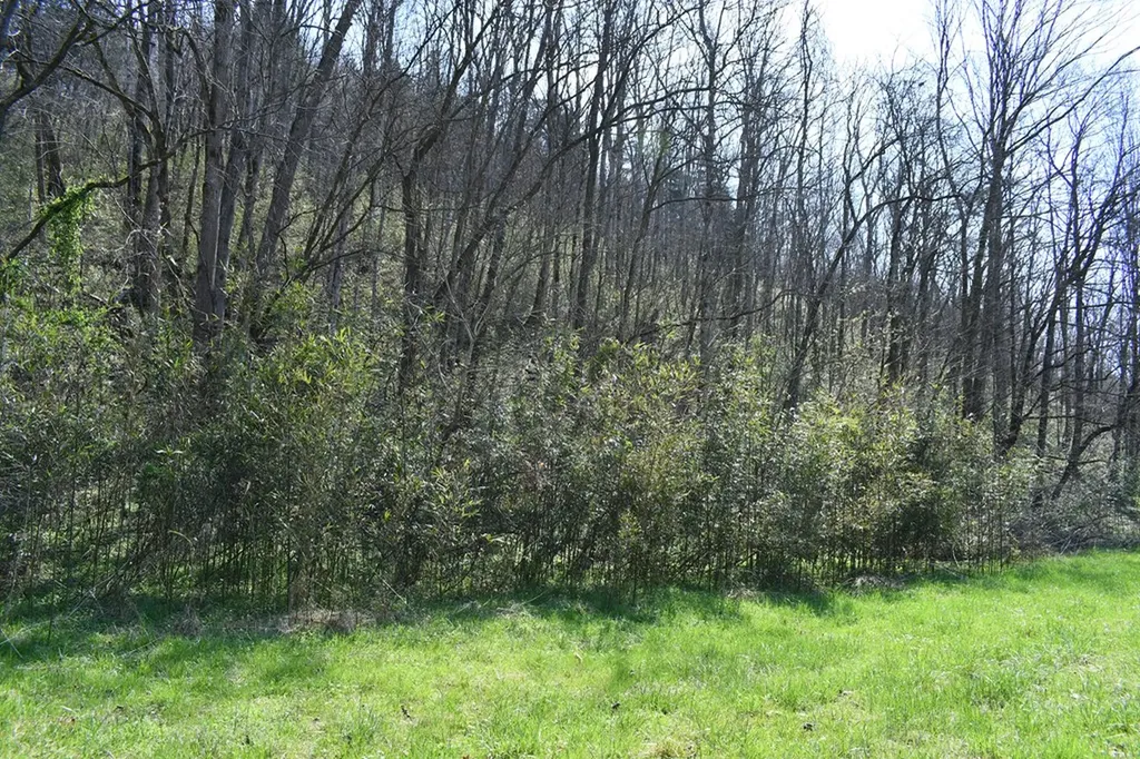 101.3AC Dry Mill Creek Hilham TN 38568