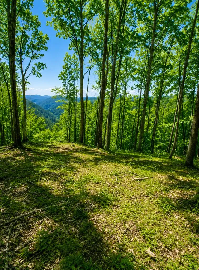 10 Ac Jimmy Reneau Road Celina TN 38551