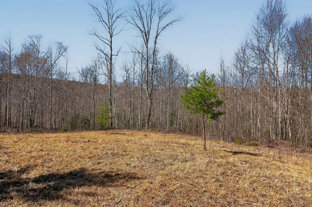 573AC Daus Mountain Road Palmer TN 38365