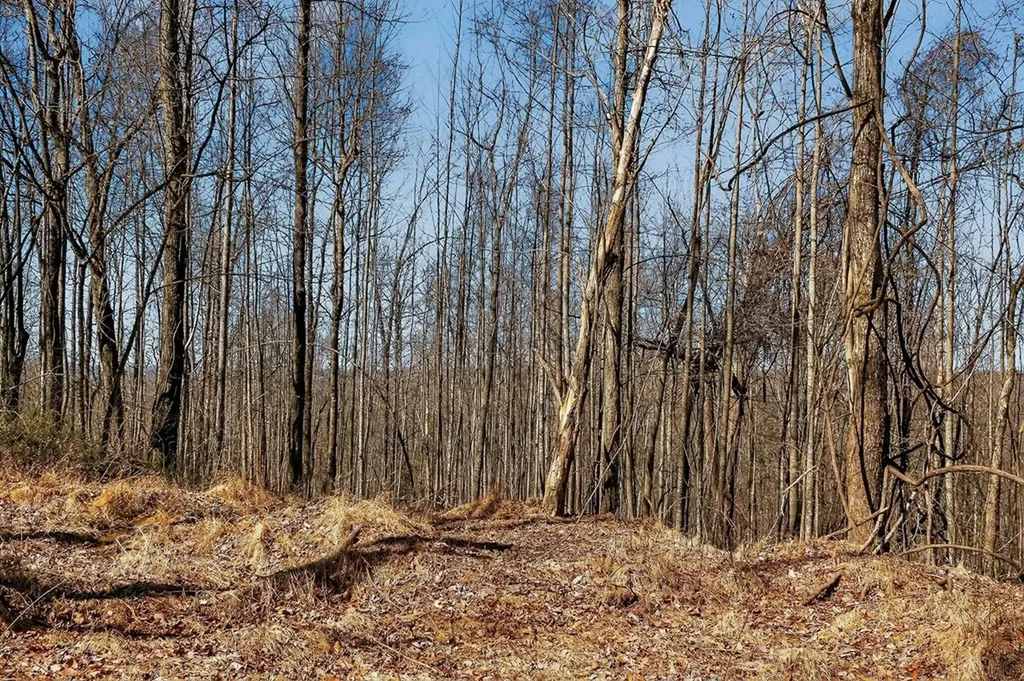 573AC Daus Mountain Road Palmer TN 38365